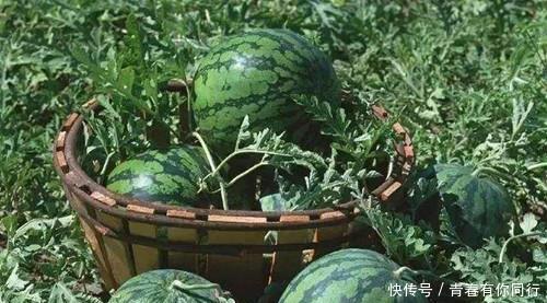 地上|朱元璋微服私访，在瓜地上吃了一块西瓜后，为什么要杀死瓜农！