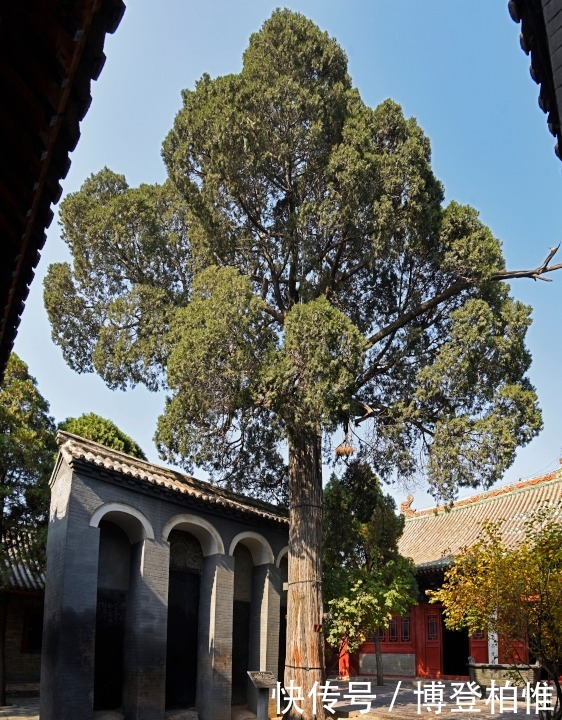 莫须有|骂皇上，擅杀大将，干预立太子？汤阴揭秘岳飞“莫须有”死刑判决