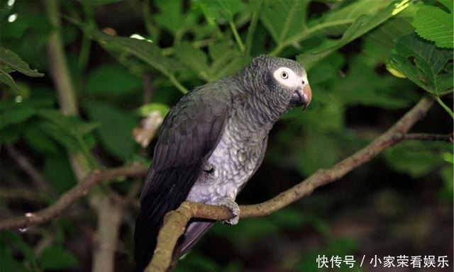 动物|提姆那灰鹦鹉在红树林里不受保护,随意捕捉,小孩养着玩