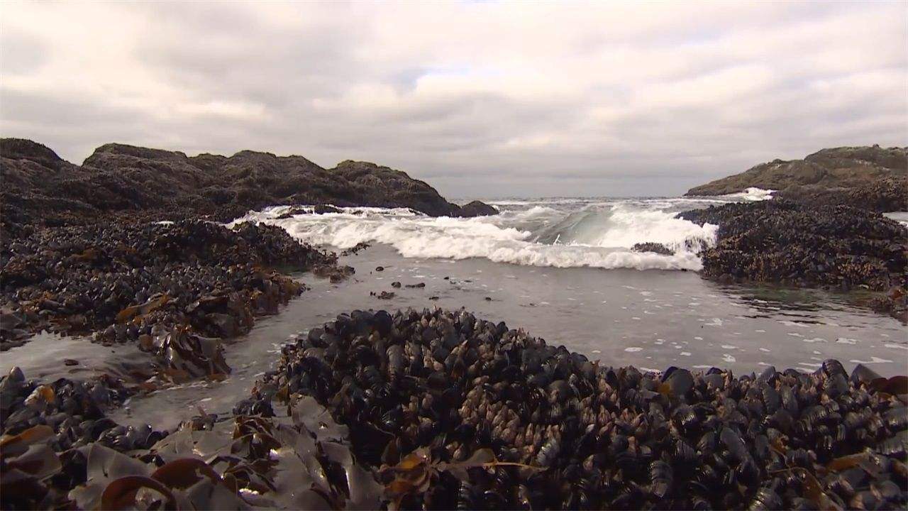  海洋中|大白鲨身上干干净净，为什么蓝鲸身上有很多附着物
