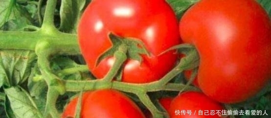红红火火|红红火火酸酸甜甜的西红柿，种植技巧，就这些