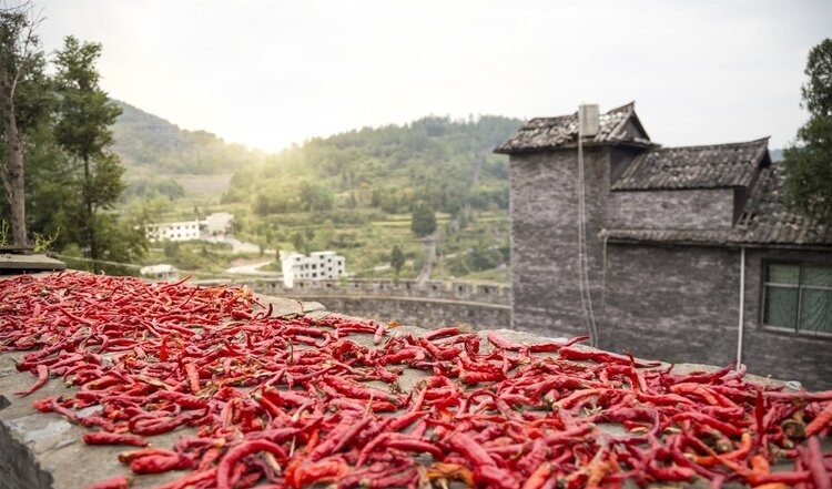 吃辣椒|辣椒到底是致癌,还是防癌专家的答案可能让不少人意外