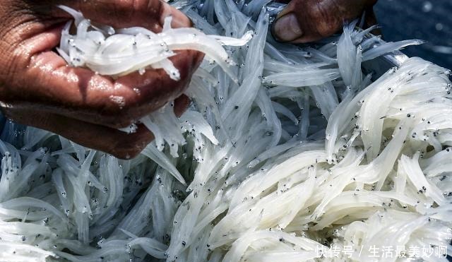 太湖|200吨太湖银鱼准备支援新西兰