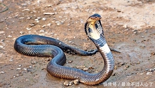 蛋糕|英国美女做的眼镜蛇蛋糕走红,模样栩栩如生,这蛋糕你敢咬一口吗