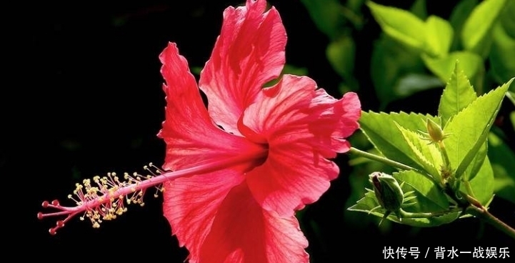  紫气东来|恭喜3生肖近期紫气东来，财运旺喜事多，日子事业红红火火