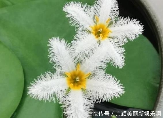  夏季|夏季在家盆栽植物担心养不好？不如选这3款，天热照样好养活