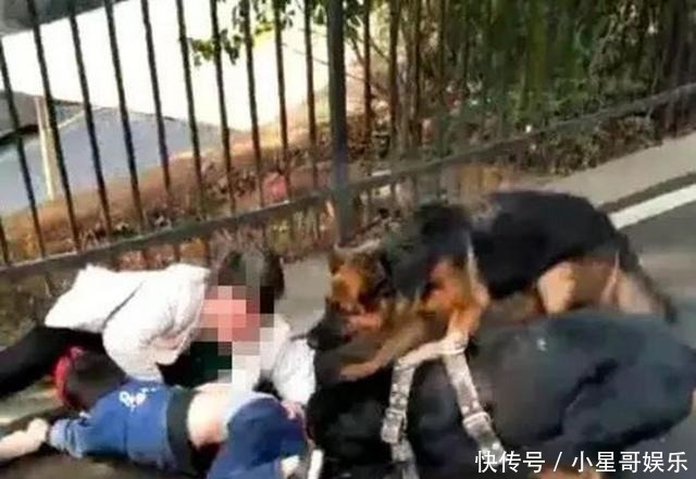  塑料桶|大力秋田犬发疯扑倒过路大爷撕咬，保安两次出手，拿着塑料桶猛锤