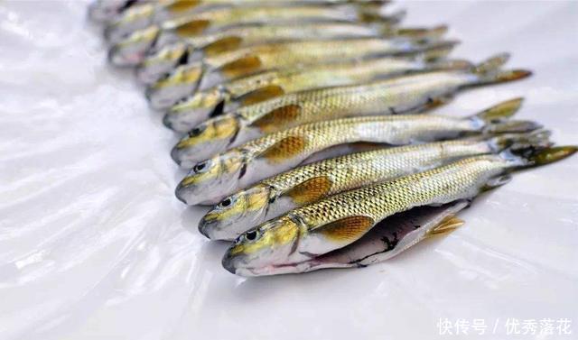 厘米|泰山遇见它一定要记住样子,500元一斤,3年才长9厘米