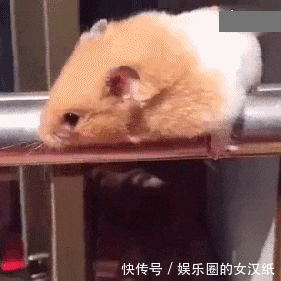 姑娘|GIF搞笑趣图: 日本最清纯的姑娘, 请问你看到她对她还有仇恨吗?