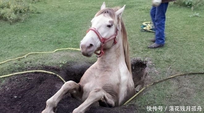  陷入|直击: 陷入各种“困境”的动物奇葩瞬间