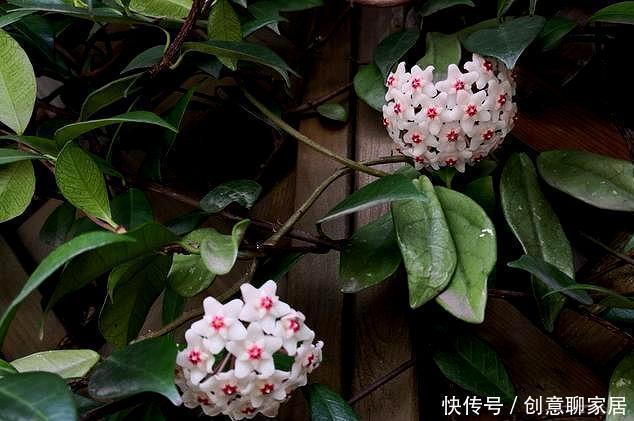  阳台上|夏季阳台就种它，花型像篮球，好养如绿萝，跟着养护专家学起来吧