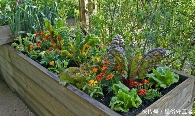 还要|在家种个菜都这么美,还要什么花园?