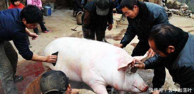 干净|猪好吃可毛却是难刮干净,于是它来了,“刮猪毛神器”走来了!