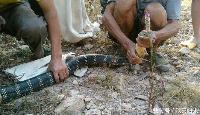 巨型|心痛,农村老汉徒手抓获这条巨型野外生物,结果却因此也害了自己