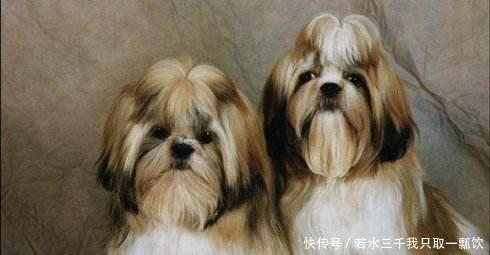 海龙|慈禧太后的宠物，慈禧特别喜欢它，看它比人的生命珍贵