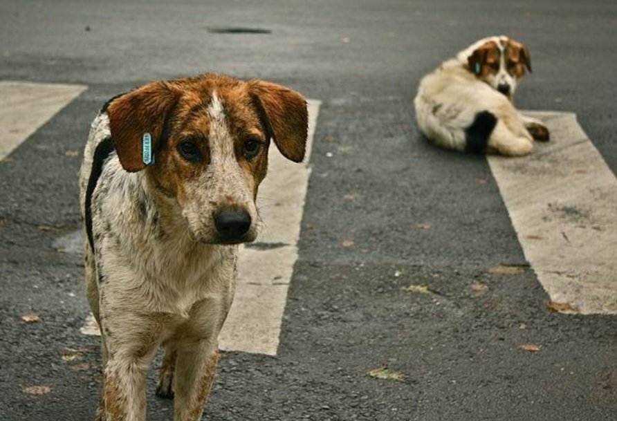  去世|寒心主人去世未久，18岁老狗被家人赶走，一张合照暖了众人心