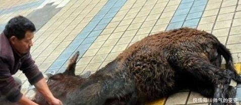 发明|中华历史上最残忍的三道菜, 你们敢吃嘛?