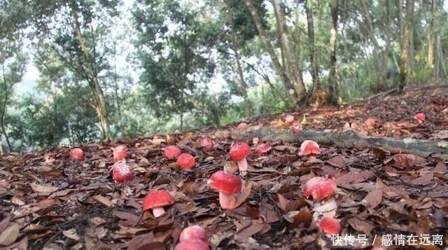 漫山遍野|在农村漫山遍野的东西，在城市竟卖几十上百一斤！