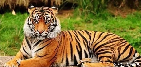 惊讶|盘点19个杀人最多的动物排行榜, 第一位令人惊讶!