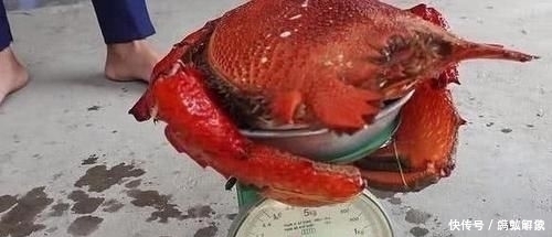 螃蟹|男子花高价买了一只“怪螃蟹”，煮熟后，掀开盖子的瞬间“懵”了