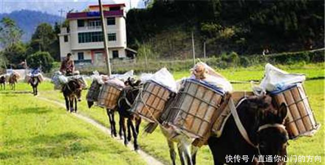  密林|直击“骡马帮”夫妻的真实生活密林深处干活，月收入四万