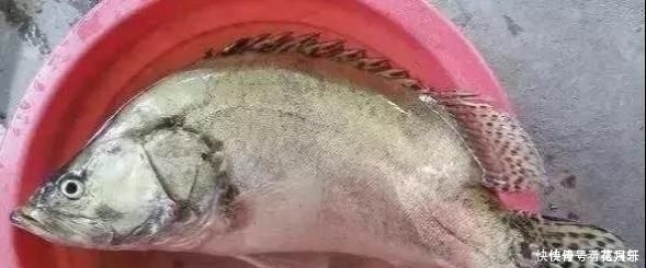 芝麻|中国最好吃的6种鱼,全吃过的,请允许我叫你一声“土豪”