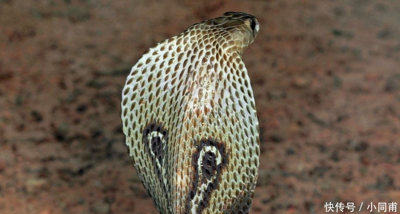  体内|如果把眼镜蛇的“毒液”注入眼镜蛇体内, 会发生什么后果?