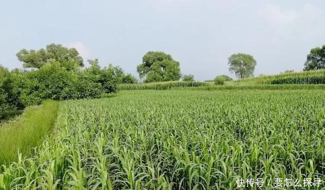 冈崎支队|一个日本军队的山崎大队,拥有多少官兵,为何非常难打?