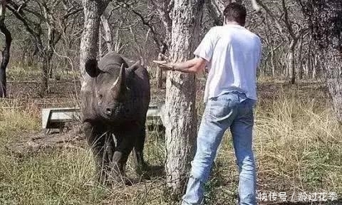 国外|国外男子救了一只受伤的犀牛，几年后，犀牛的出现很让人感动