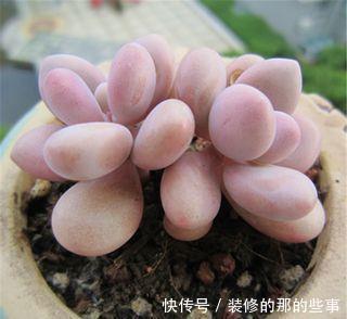 肉桃|夏天养多肉桃蛋，了解掌握几个要点，安全度夏，长得胖乎乎