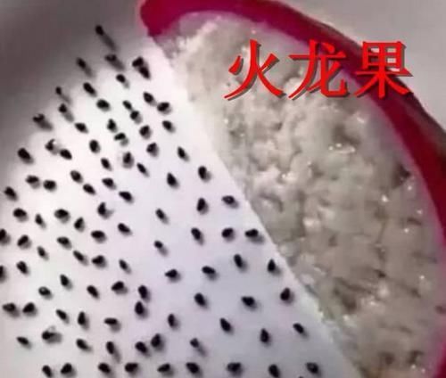 火龙果|吃货无聊的极限,螃蟹VS火龙果,看到饼干被耽误的画手