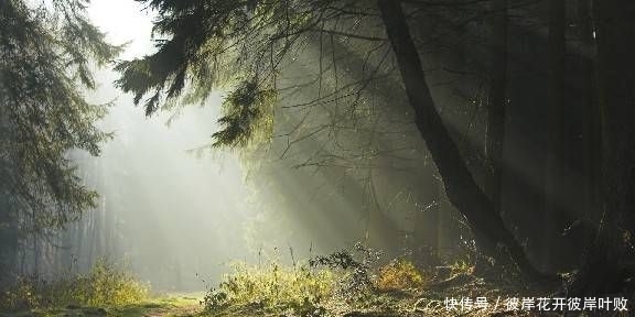 句子|珍藏许久对现实的引用,经典的句子,让你了解了很多真理