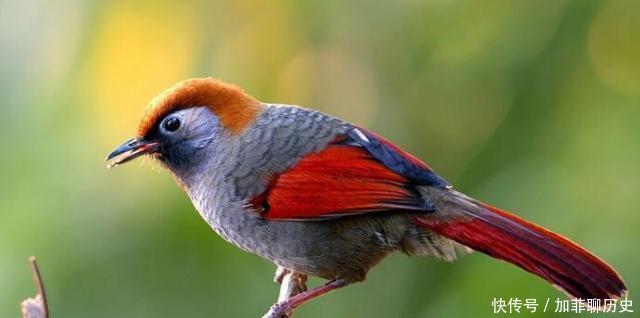 下令|将军吃饭时,偶然间看到一只鸟,当场直冒冷汗,立马下令撤退