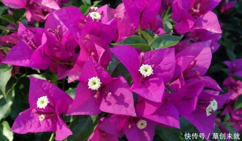  爱情|7月底衰运赶走，风生水起，事业爱情双丰收的4大生肖！