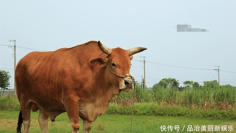 七天|大金牛:未来七天咸鱼翻身,遇贵人迎财神,偏财运势旺