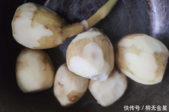 食用菌|不是食用菌的菇,吃了对身体更好