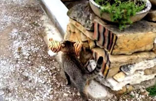 小老虎|猫咪叼回一只小老虎,主人看到瞬间被吓坏,仔细一看却不禁笑出声