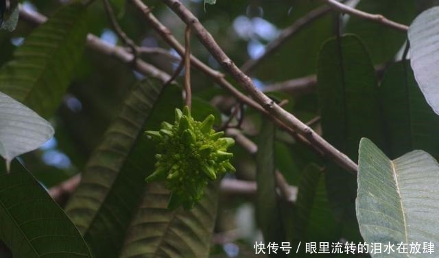 哪种|水果界的“李佳琦”,吃遍3000多种水果,哪种最好吃