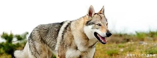 内脏|为什么有人说野外遇狼带上一包盐就可以救自己?