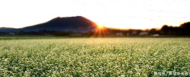苦荞|特色小吃｜舌尖上的宁南——荞饼
