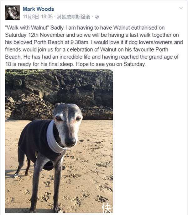  小狗|带着老小狗去海边最后一次旅行，没想到海边有数百人来了