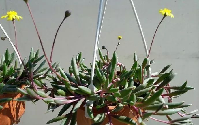 美爆|这种多肉吊起来养,所谓像一串串葡萄一样,美爆了