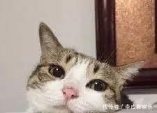 李佳琦|李佳琦、薇娅的最大对手,是明星集体下海