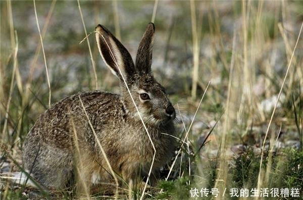 泛滥的亚洲|中国人有多能吃?盘点在中国待不下去在他国泛滥的生物