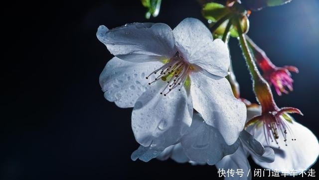  星座|活泼好动的几大星座，放荡不羁爱自由，是很多孩子眼中的理想父母