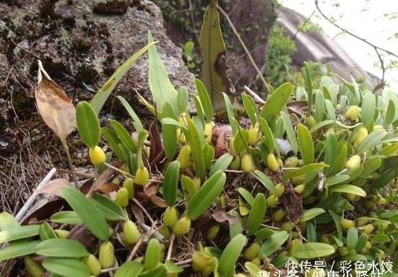 生嚼|入秋后，胃火过旺引发牙痛，别急！生嚼几片此野菜，降火消牙痛