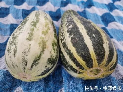 挑大|买甜瓜时,直接挑大的就错了牢记这3点,一挑一个准,个个香甜