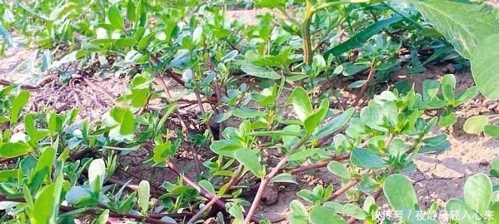  长寿菜|此菜清香甘甜,农民称它“长寿菜”,乡下路边就有,遇到带走