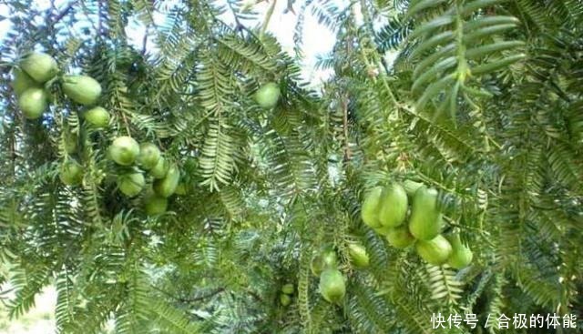 小编|结果三年才会熟,上树采摘才能卖好价钱,被称作“顶级坚果”