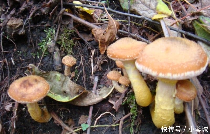 东北特|东北排名前7的野味,你吃过几种?第5位名气最大